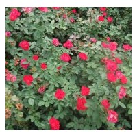 供應(yīng)大花月季 紅王子錦帶、四季錦帶、紅瑞木、金銀木、太平花