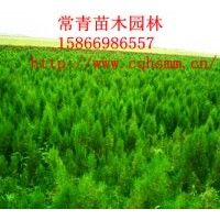 銷售供應(yīng)100cm側(cè)柏苗，側(cè)柏樹苗