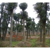 供應全冠湖南香樟 移植多桿香樟