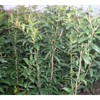 預(yù)售0.5以上石榴苗，木槿花苗
