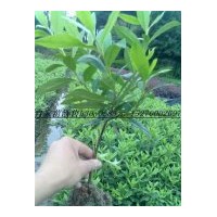 農(nóng)戶價大量供應(yīng)：杜鵑；紅花繼木 茶梅 金森女貞，小葉女貞