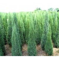 供應最新塔柏價格播報