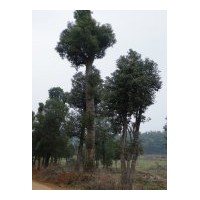 供應綠化樟樹 工程香樟價格