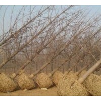 低價(jià)出售各種規(guī)格的銀杏苗木 石榴、櫻花、紫薇、法桐