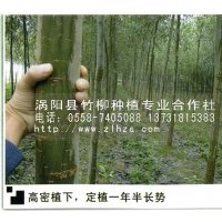 供應【美國竹柳】速生竹柳 竹柳3號大量批發(fā)銷售！