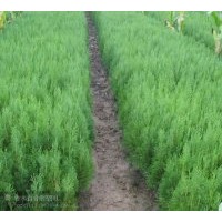 供應側柏苗 白皮松苗 油松苗 花椒苗 刺槐苗