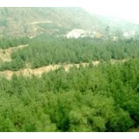 供應(yīng)白皮松——陜西綠鑫源優(yōu)質(zhì)白皮松苗木基地