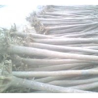 供應(yīng)合歡、垂柳、欒樹(shù)、苦楝、龍爪槐、花灌木等各種規(guī)格的大小苗