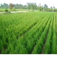 供蜀檜（球）、龍柏（球）、高桿女貞、紅葉石楠、廣玉蘭、紅、白