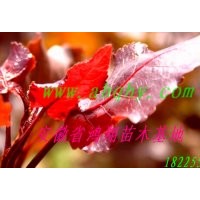 供應(yīng)全紅楊，美國(guó)竹柳