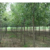 供應各種規(guī)格的白蠟、國槐、臭椿、榆樹等大規(guī)格喬木