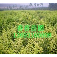 香香苗圃長期供應(yīng)女貞，木槿，黃楊，小波，紫荊，金娃娃，丁香