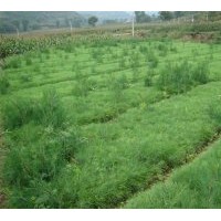出售30-50公分白皮松，油松，側(cè)柏，華山松，蜀儈，黑松