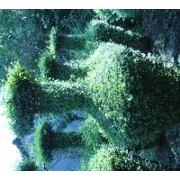 銷售綠化苗木及工程用苗皂角、國槐，黃連木，紅豆，樸樹，菩提，