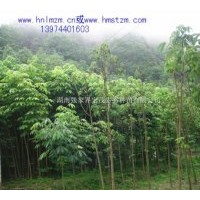 供應(yīng)七葉樹苗，七葉樹，天師栗，梭欏樹