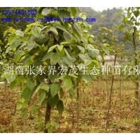 供應(yīng)珙桐苗，珙桐種子，珍稀植物珙桐