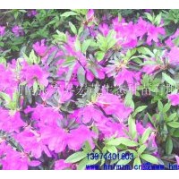 供應(yīng)杜鵑球，杜鵑苗，杜鵑，杜鵑花
