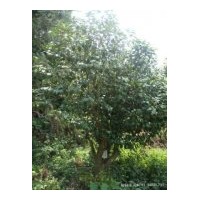 供應(yīng)茶花 樹(shù)冠飽滿(mǎn)，樹(shù)形好