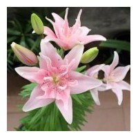 供應(yīng)百合