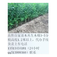 出售叢生木槿1.5米左右3-5分枝