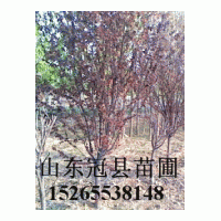 供一二年冠8-20公分國槐，法桐，白蠟