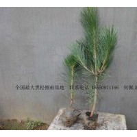 供應黑松 20-100CM