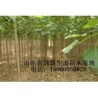 萬畝107速生楊、速生柳出售