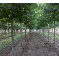 供6-20公分平頭一二年帽的法桐 白蠟`國槐`合歡`法桐,速生法桐；