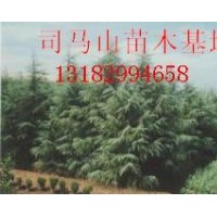 供應(yīng)雪松，廣玉蘭，蜀檜，大葉女貞,紅葉石楠