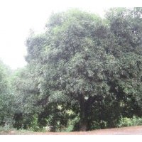 10萬元出售 百年難得極品桂花樹一棵！