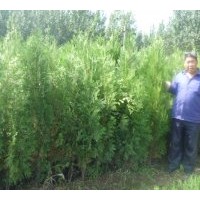 供應(yīng)50cm--180cm營養(yǎng)杯側(cè)柏苗