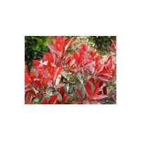 供應(yīng)紅葉石楠 中華石楠 紅葉碧桃 紅花繼木 金葉女貞等