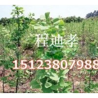大量低價供應(yīng)銀杏苗 銀杏樹苗木