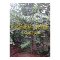 專業(yè)生產(chǎn)羊蹄甲，紅花羊蹄甲，紅花紫荊