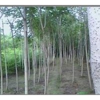 白皮臭椿，臭椿，千頭椿的價格