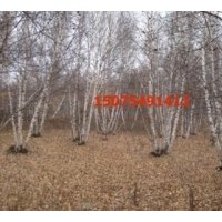 供應白樺樹 樟子松，油松,黑松，云杉,五角楓, 蒙古櫟 花楸，柞樹