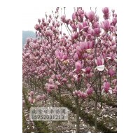 優(yōu)質(zhì)紅玉蘭