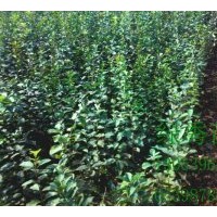 供應(yīng)流蘇（油根子）種子，芽子，大小苗。