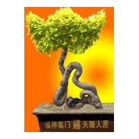 金葉榆，金福。金壽，金元寶。吉祥樹