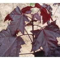 供應(yīng)紫葉挪威槭，挪威紅楓