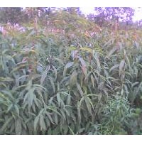 供應(yīng)毛桃苗 山桃苗 桃樹苗