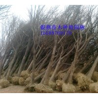 長(zhǎng)期各規(guī)格供應(yīng) 國(guó)槐 法桐 合歡 白蠟 垂柳