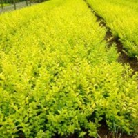 金葉女貞、金森女貞、紅葉小檗、小葉女貞、紅葉女貞、紅帽、豐花