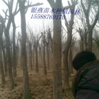 供應(yīng)山東國(guó)槐、速生法桐、造型法桐國(guó)槐價(jià)格 國(guó)槐種子