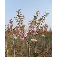 低價出售龍柏，蜀檜，北京檜，大小葉黃楊