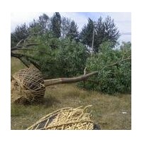 低價供應(yīng)國槐 法桐 白蠟 合歡等各種綠化苗木
