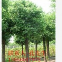 合肥長綠苗圃長年供應(yīng)各種規(guī)格香樟
