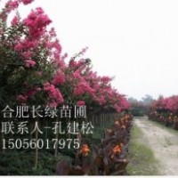 合肥長綠苗圃長年供應(yīng)各種規(guī)格紫薇