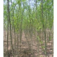 龍須柳