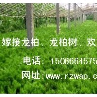 龍柏哪里好？首選日照南湖苗木基地